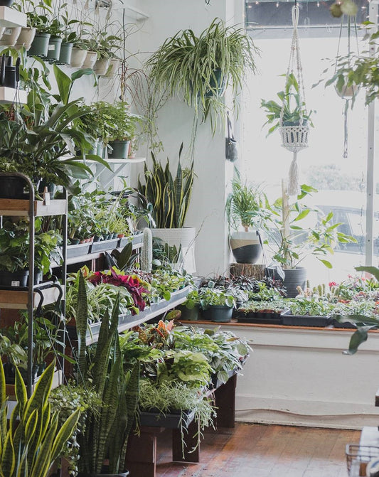 In-Store Greenhouse Arrivals 4/4