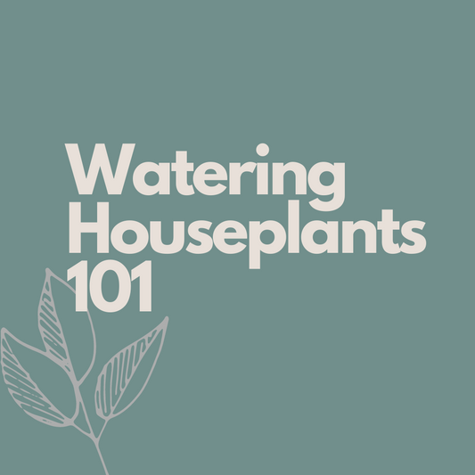 Title reads 'Watering Houseplants 101' with teal backgrounds