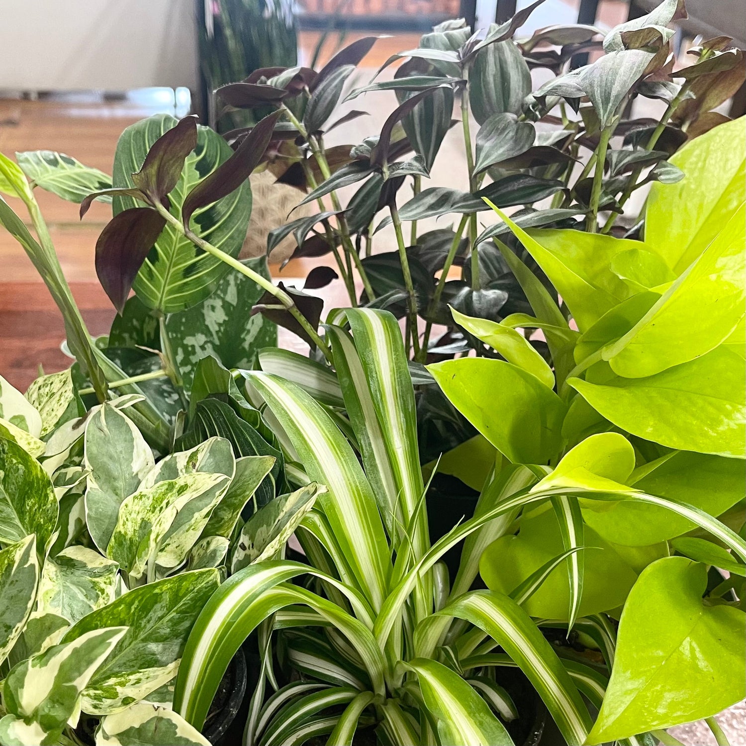 Plants Coming Soon