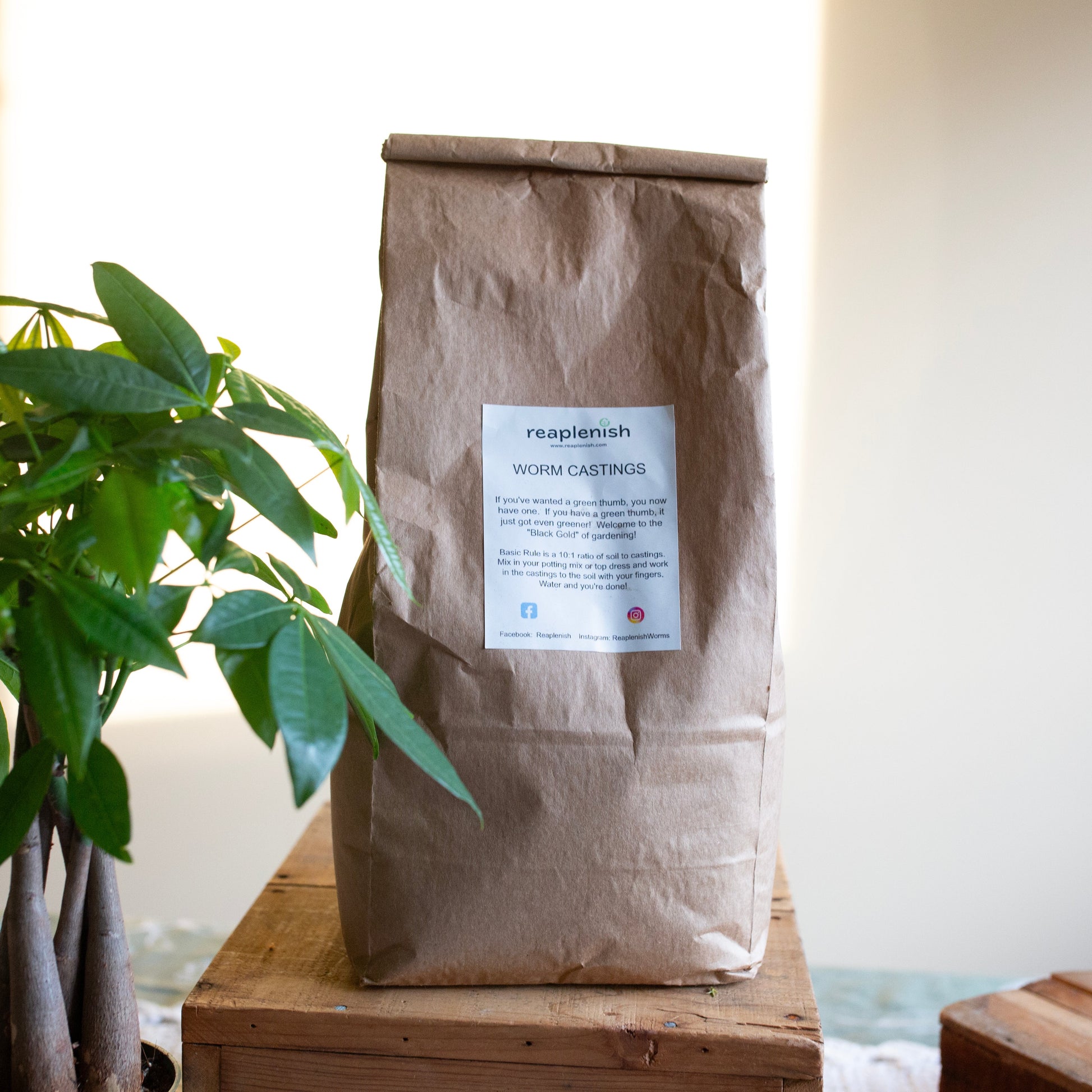 Brown paper bag full of worm castings sitting on riser with Money Tree plant in foreground